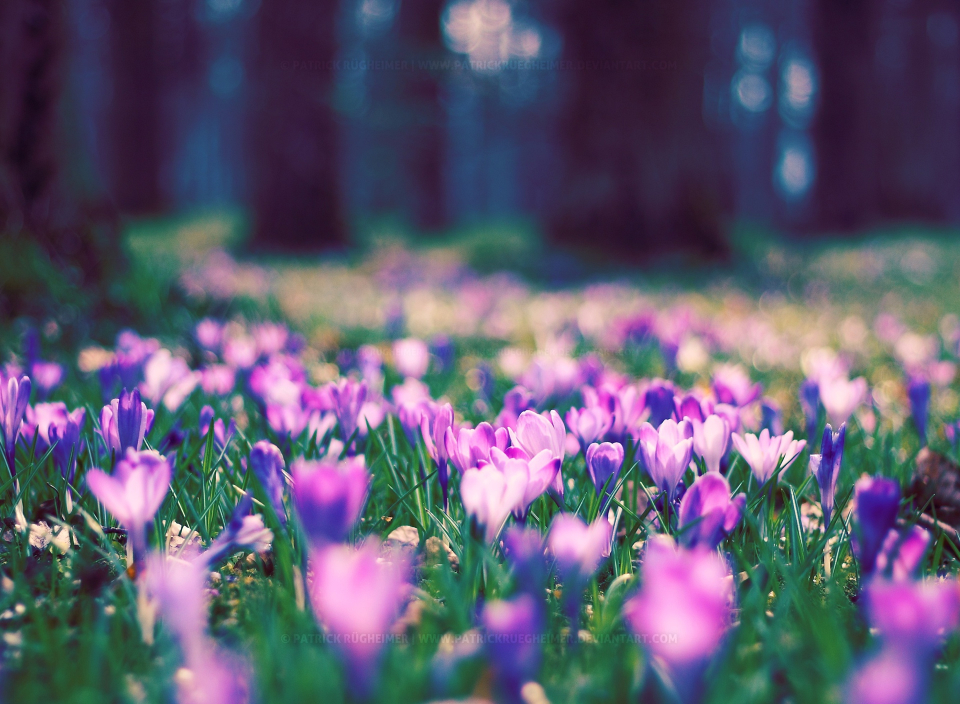Spring Flower Park screenshot #1 1920x1408