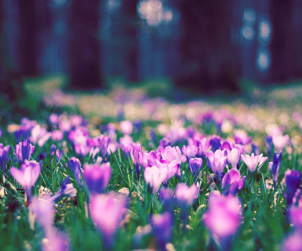 Spring Flower Park screenshot #1 960x800