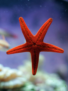 Seastar wallpaper 240x320