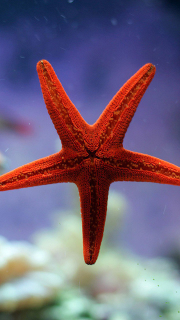 Seastar wallpaper 360x640