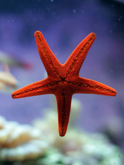 Sfondi Seastar 480x640