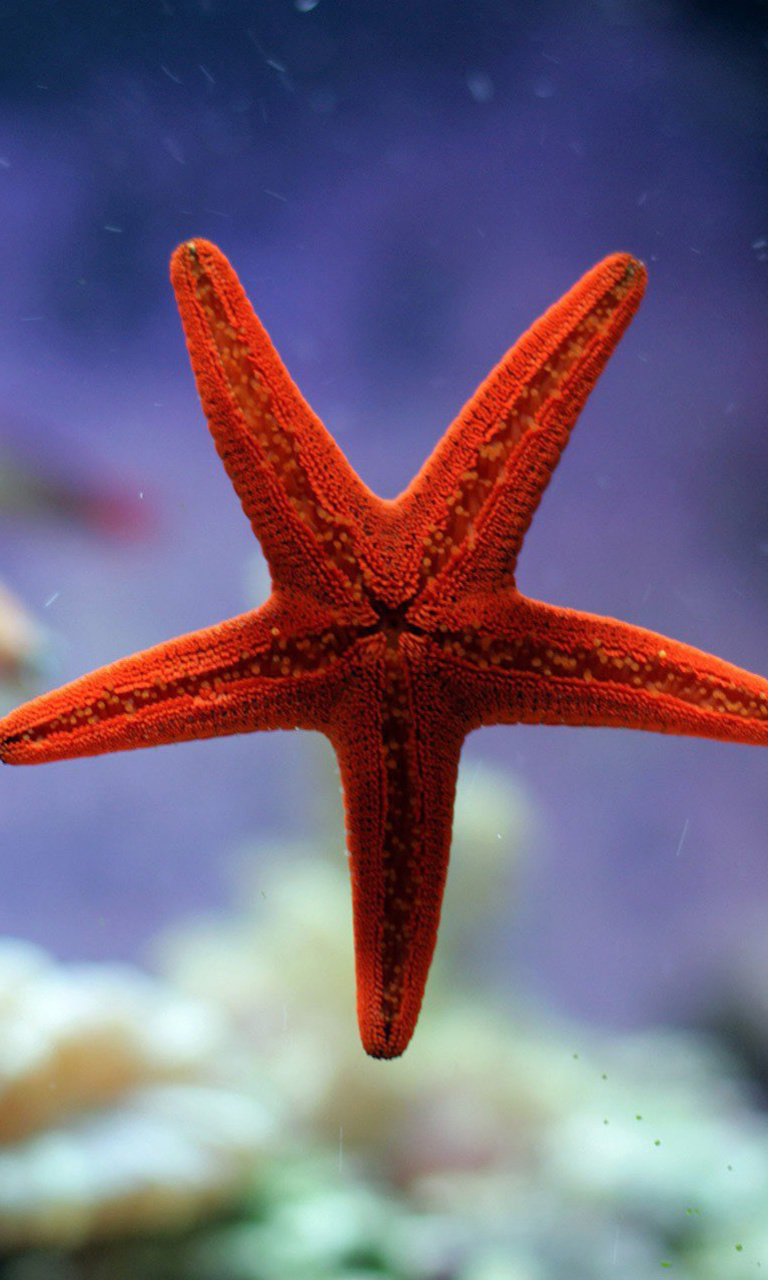 Seastar wallpaper 768x1280