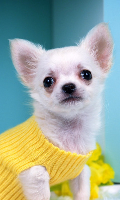 Chihuahua Dog screenshot #1 240x400