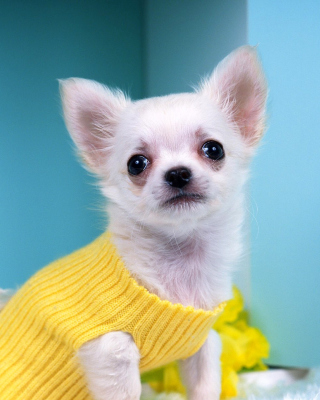 Chihuahua Dog - Obrázkek zdarma pro Nokia C6