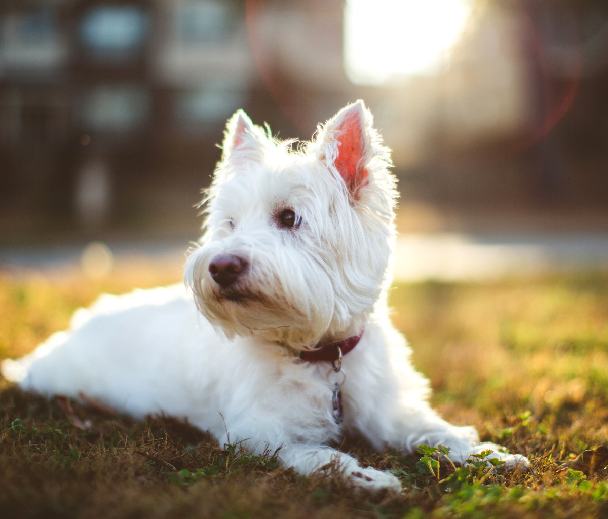 West Highland White Terrier wallpaper 1200x1024