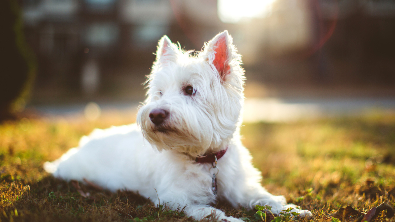West Highland White Terrier screenshot #1 1280x720