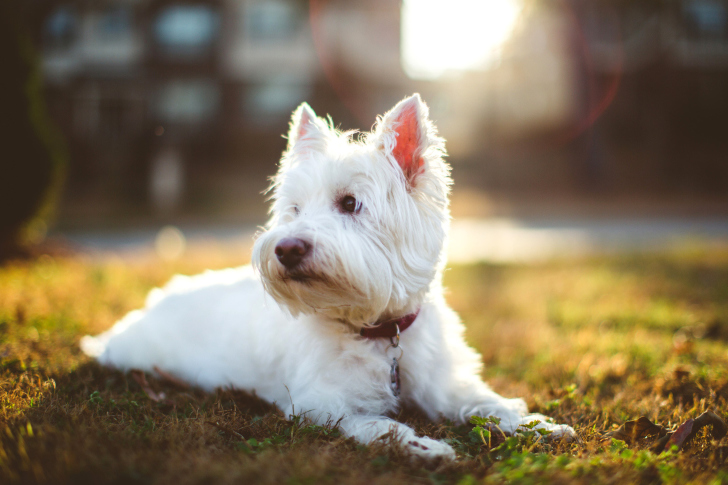 Fondo de pantalla West Highland White Terrier