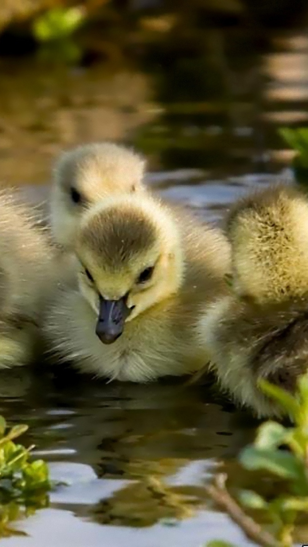 Обои Little Ducklings 1080x1920