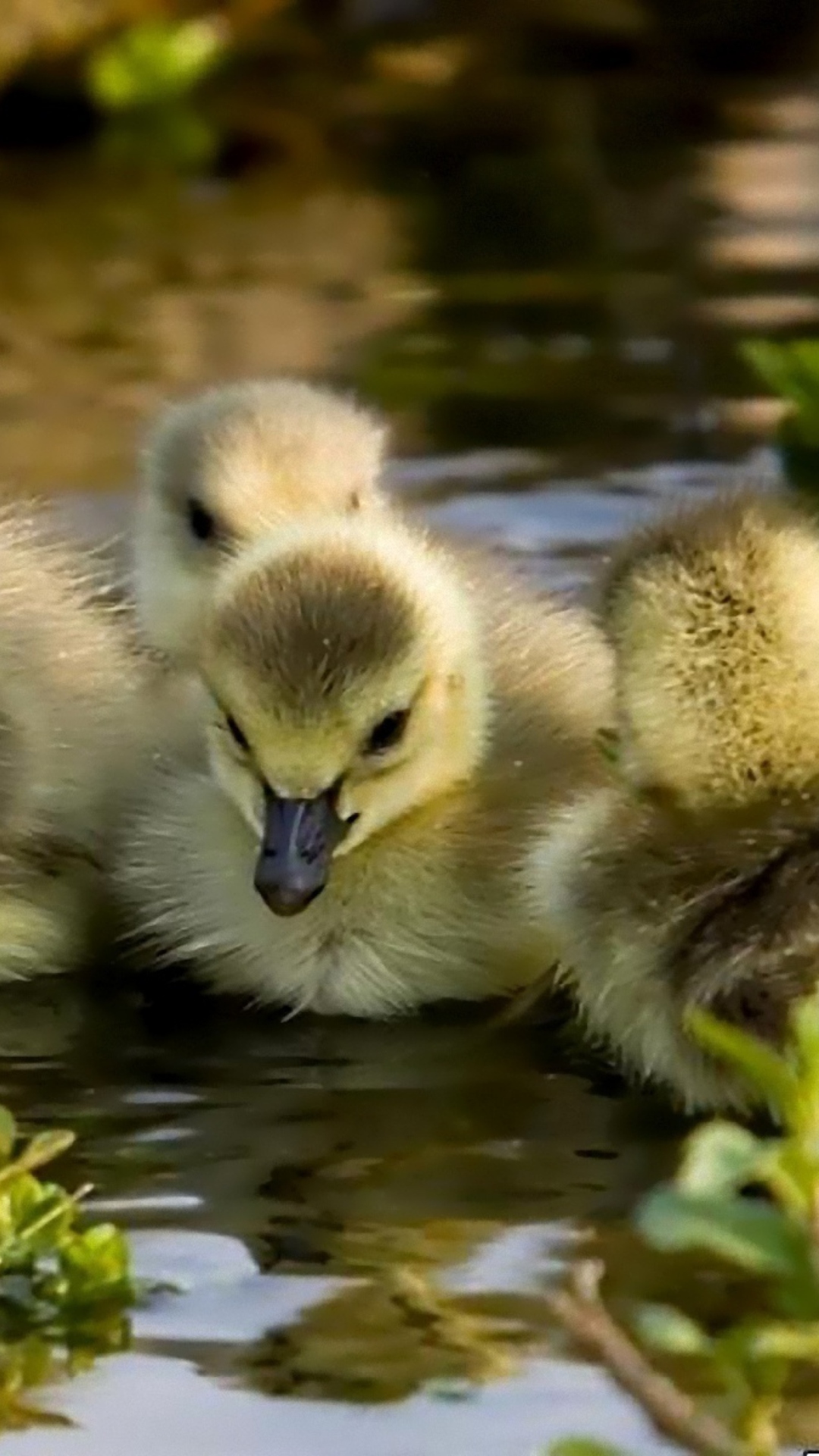 Little Ducklings screenshot #1 1080x1920