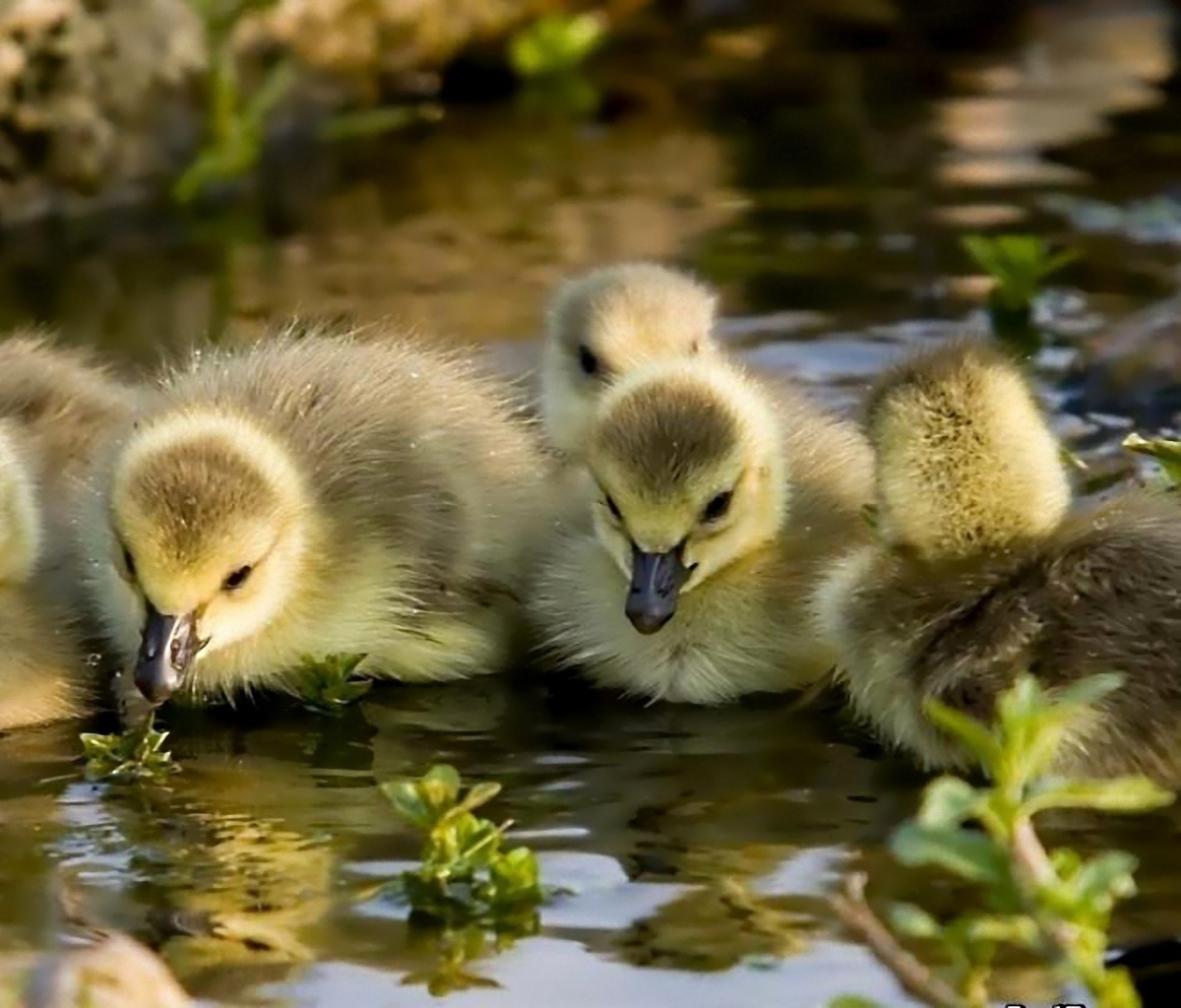 Sfondi Little Ducklings 1200x1024