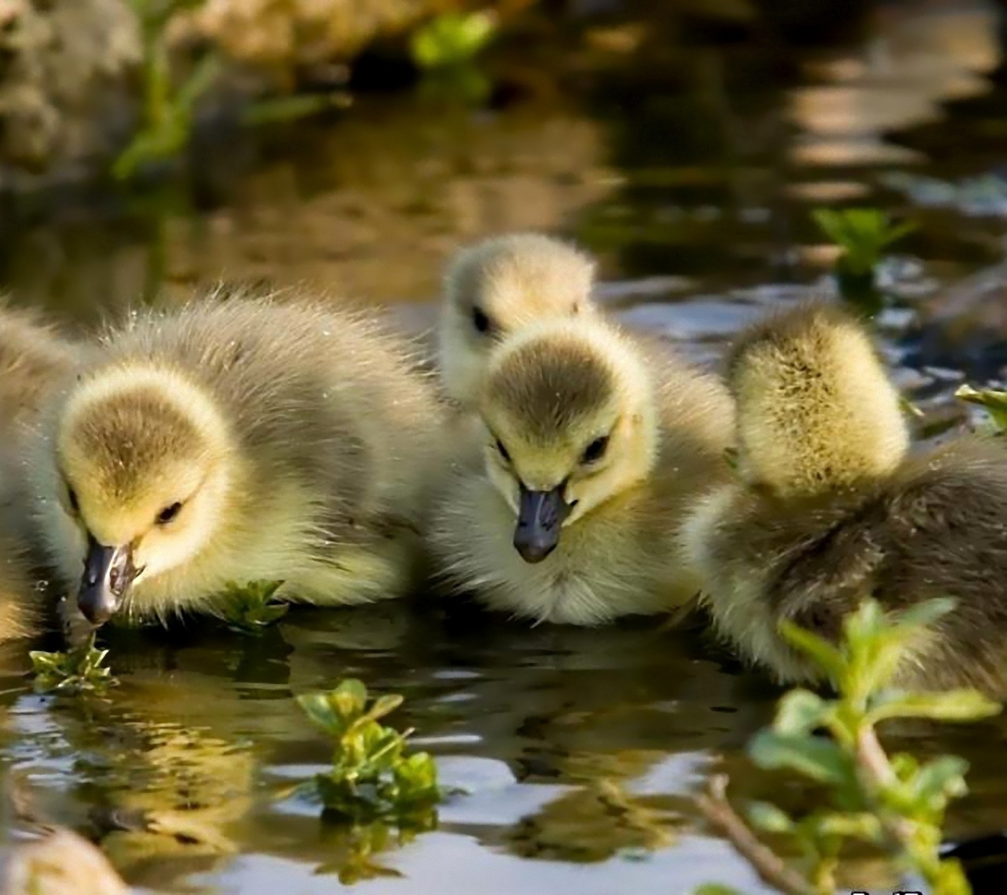 Sfondi Little Ducklings 1440x1280