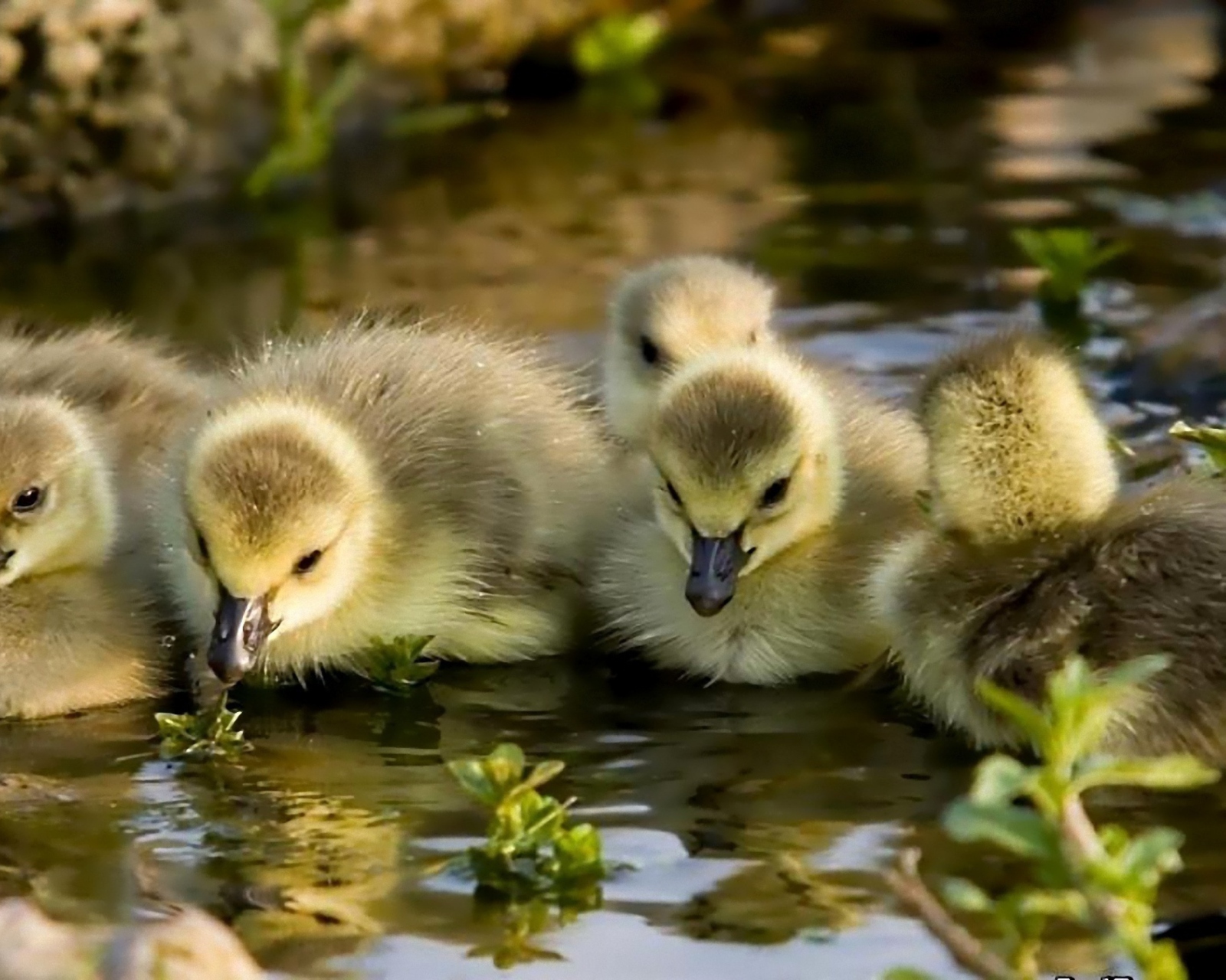Sfondi Little Ducklings 1600x1280