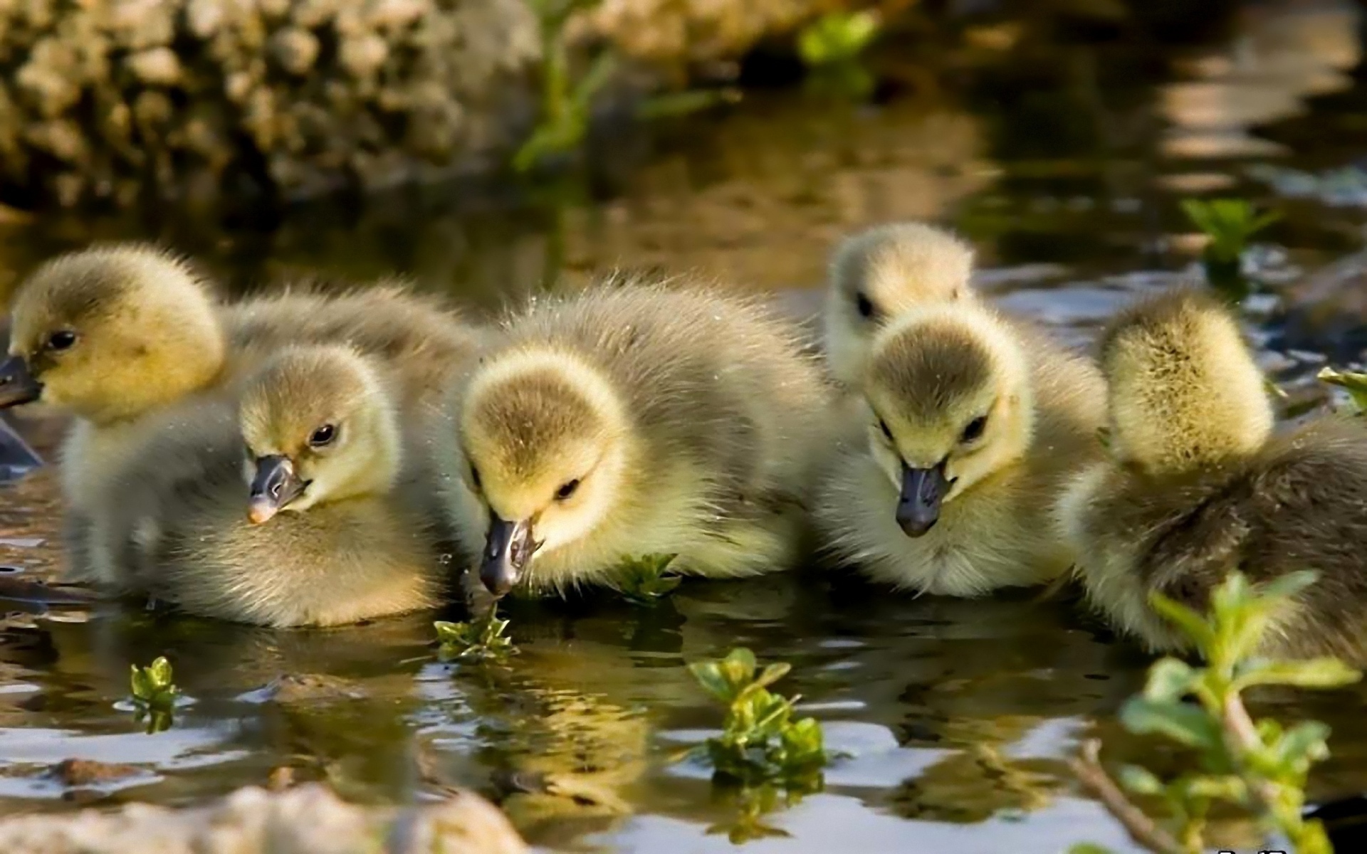 Fondo de pantalla Little Ducklings 1920x1200