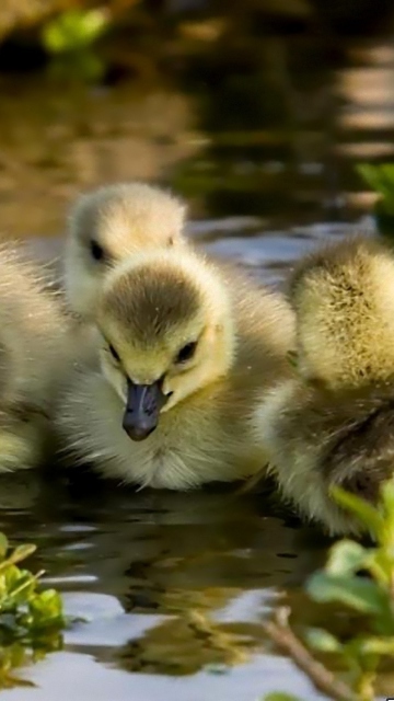 Fondo de pantalla Little Ducklings 360x640