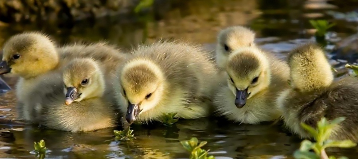 Little Ducklings wallpaper 720x320