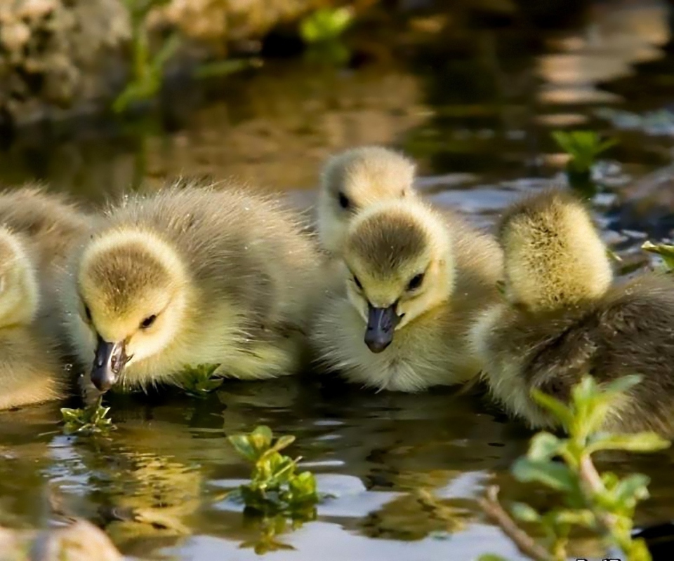 Sfondi Little Ducklings 960x800