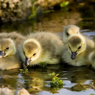 Little Ducklings - Fondos de pantalla gratis para iPad