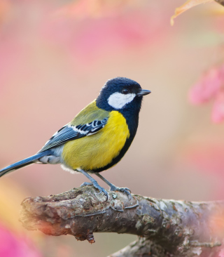 Bird On Branch - Obrázkek zdarma pro 320x480