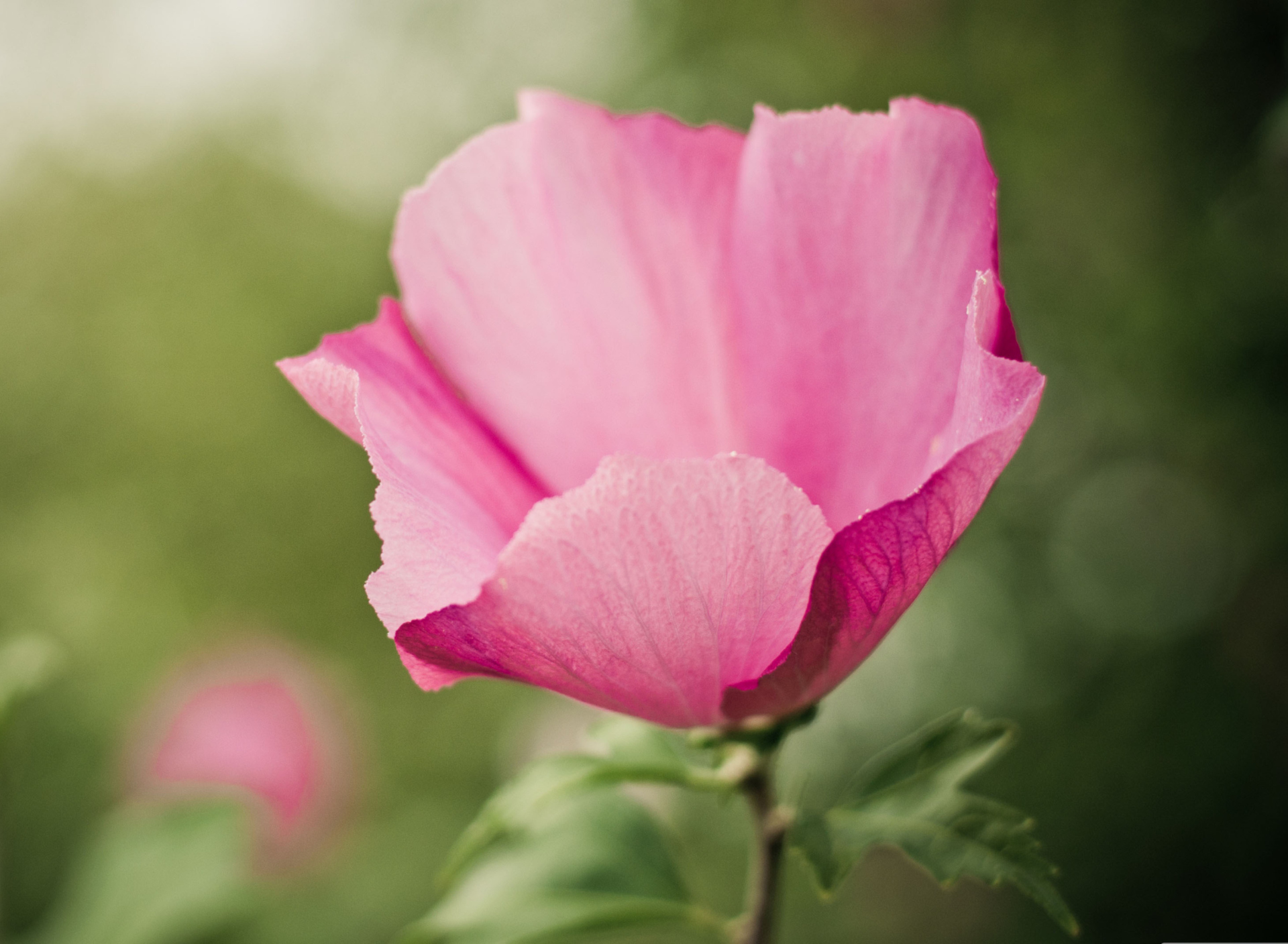 Sfondi Pink Flower 1920x1408