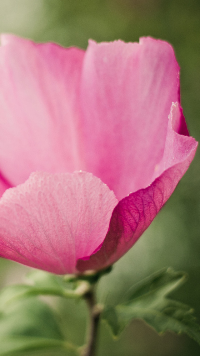 Sfondi Pink Flower 640x1136