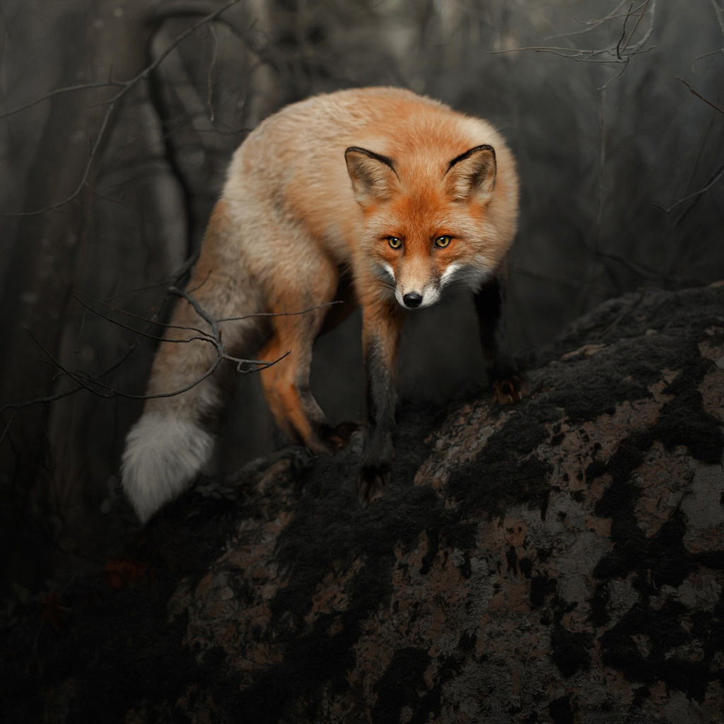 Das Fox in Dark Forest Wallpaper 1024x1024