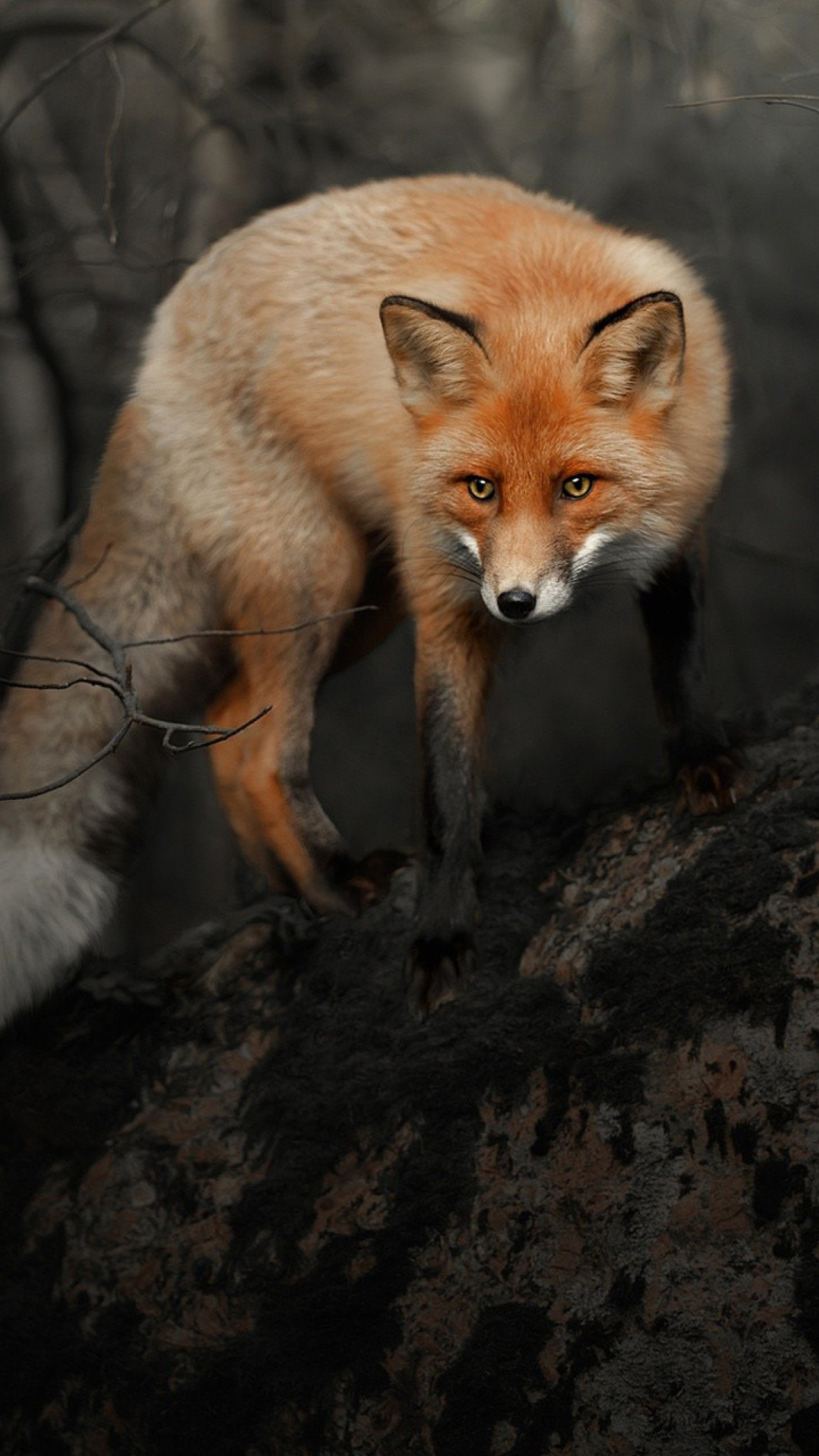 Das Fox in Dark Forest Wallpaper 1080x1920