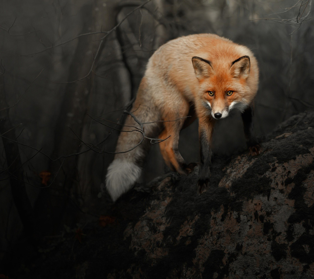 Fondo de pantalla Fox in Dark Forest 1080x960