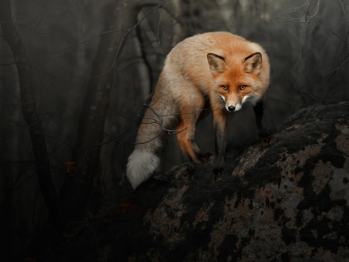 Das Fox in Dark Forest Wallpaper 1152x864