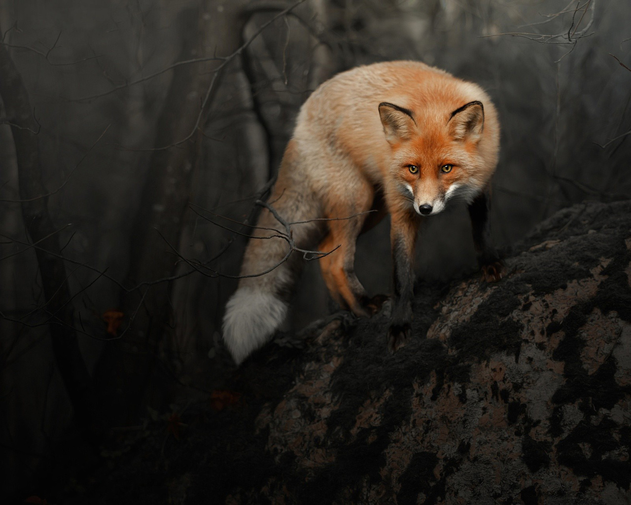 Screenshot №1 pro téma Fox in Dark Forest 1280x1024