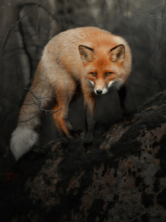 Обои Fox in Dark Forest 240x320
