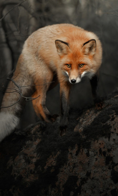 Обои Fox in Dark Forest 240x400