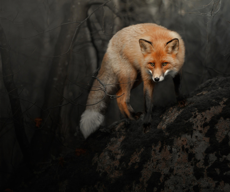 Das Fox in Dark Forest Wallpaper 960x800