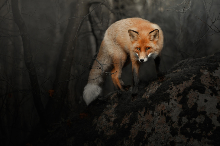 Das Fox in Dark Forest Wallpaper