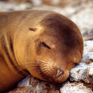Sleeping Seal sfondi gratuiti per 1024x1024