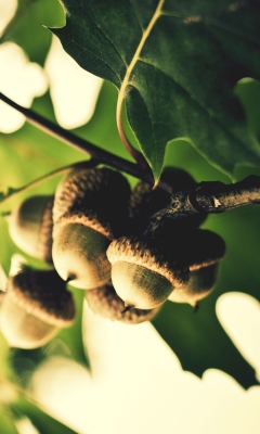 Das Acorns Wallpaper 240x400