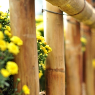 Macro fence - Obrázkek zdarma pro 128x128