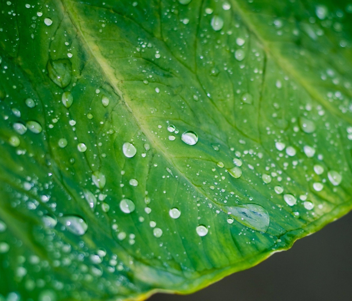 Screenshot №1 pro téma Leaf And Water Drops 1200x1024