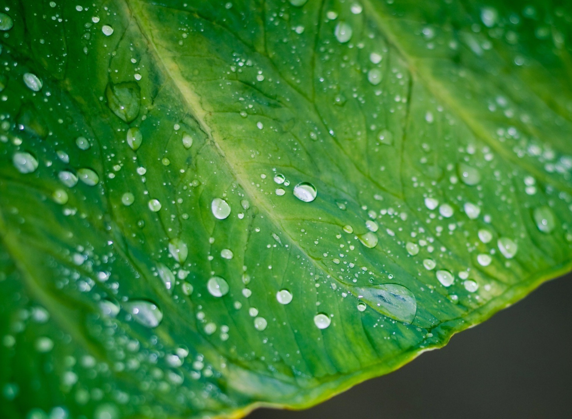 Sfondi Leaf And Water Drops 1920x1408