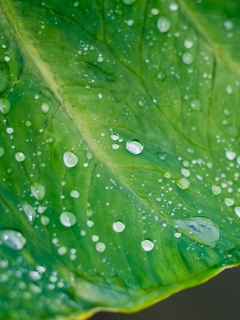 Screenshot №1 pro téma Leaf And Water Drops 240x320