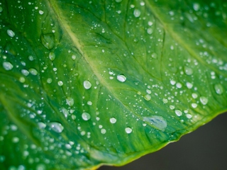 Das Leaf And Water Drops Wallpaper 320x240