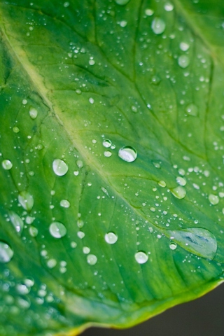 Screenshot №1 pro téma Leaf And Water Drops 320x480