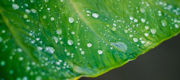 Fondo de pantalla Leaf And Water Drops 720x320