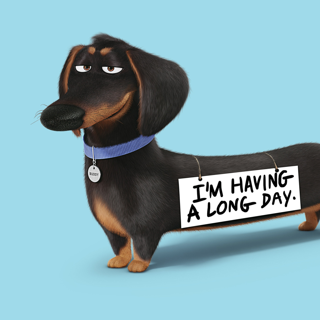 Das Buddy from The Secret Life of Pets Wallpaper 1024x1024