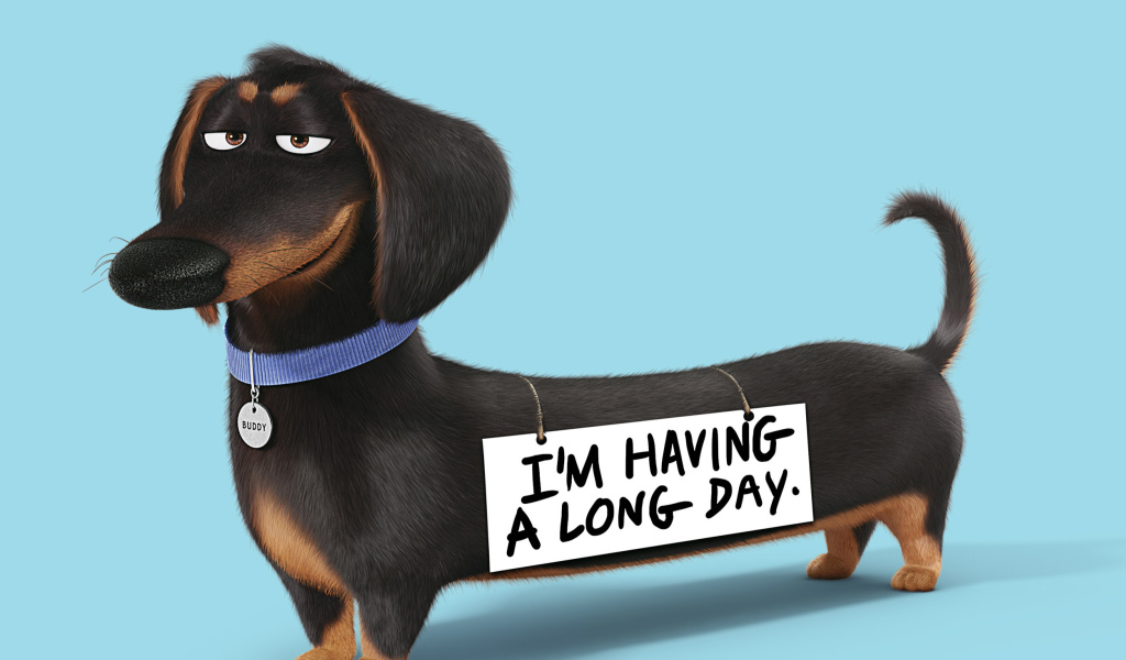 Das Buddy from The Secret Life of Pets Wallpaper 1024x600