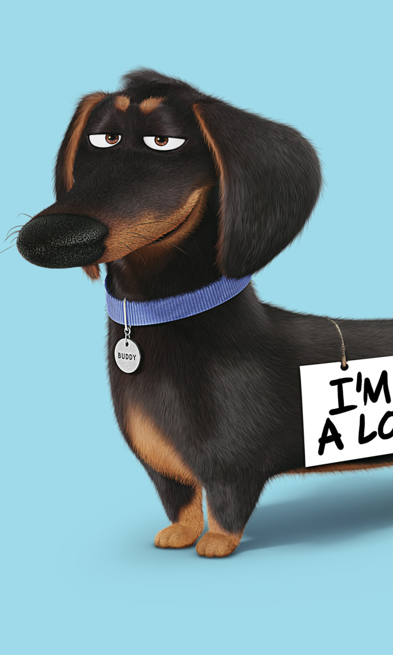 Das Buddy from The Secret Life of Pets Wallpaper 768x1280