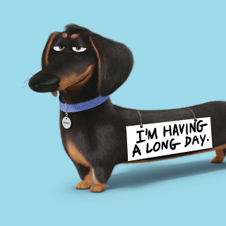 Kostenloses Buddy from The Secret Life of Pets Wallpaper für 208x208