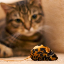 Cat And Mouse Toy screenshot #1 208x208
