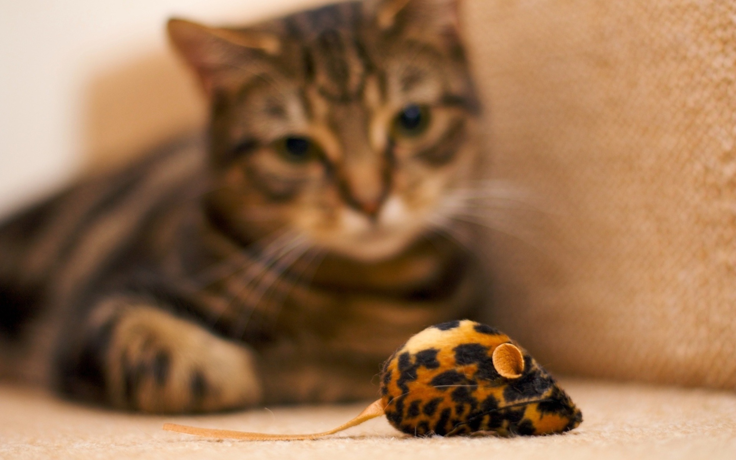 Обои Cat And Mouse Toy 2560x1600