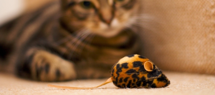 Das Cat And Mouse Toy Wallpaper 720x320