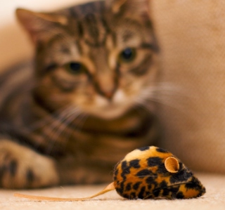 Cat And Mouse Toy Wallpaper for iPad 3